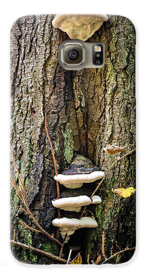 Mushrooms on the tree - Phone Case
