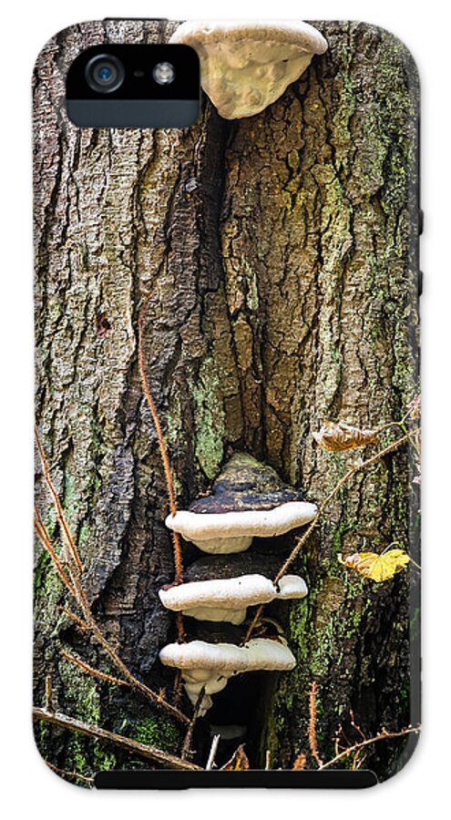 Mushrooms on the tree - Phone Case