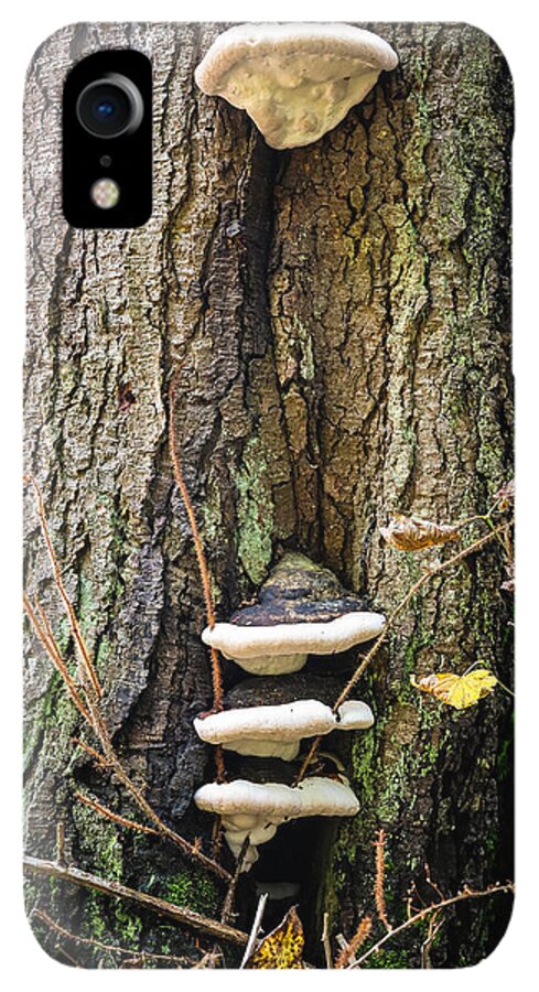 Mushrooms on the tree - Phone Case