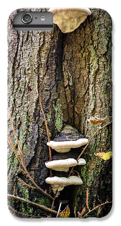 Mushrooms on the tree - Phone Case
