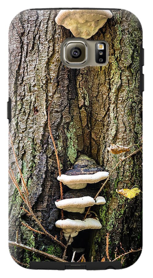 Mushrooms on the tree - Phone Case
