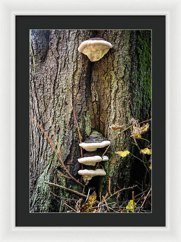 Mushrooms on the tree - Framed Print