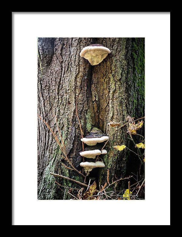 Mushrooms on the tree - Framed Print