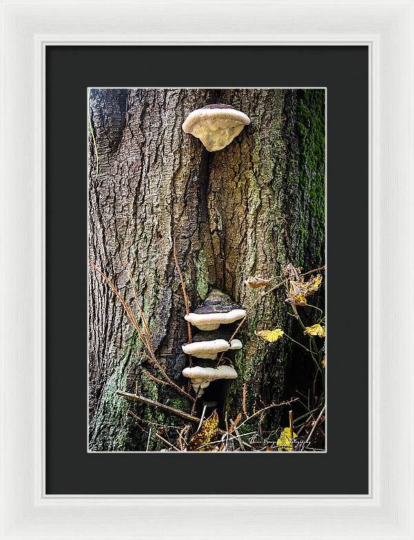 Mushrooms on the tree - Framed Print