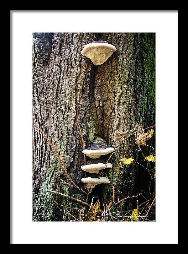 Mushrooms on the tree - Framed Print