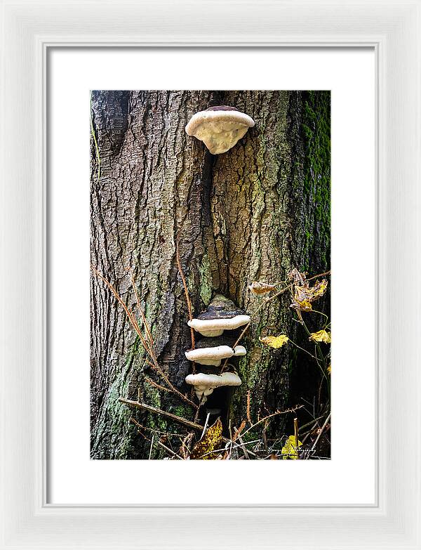 Mushrooms on the tree - Framed Print