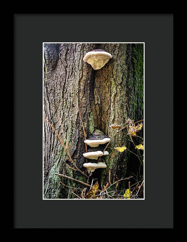 Mushrooms on the tree - Framed Print