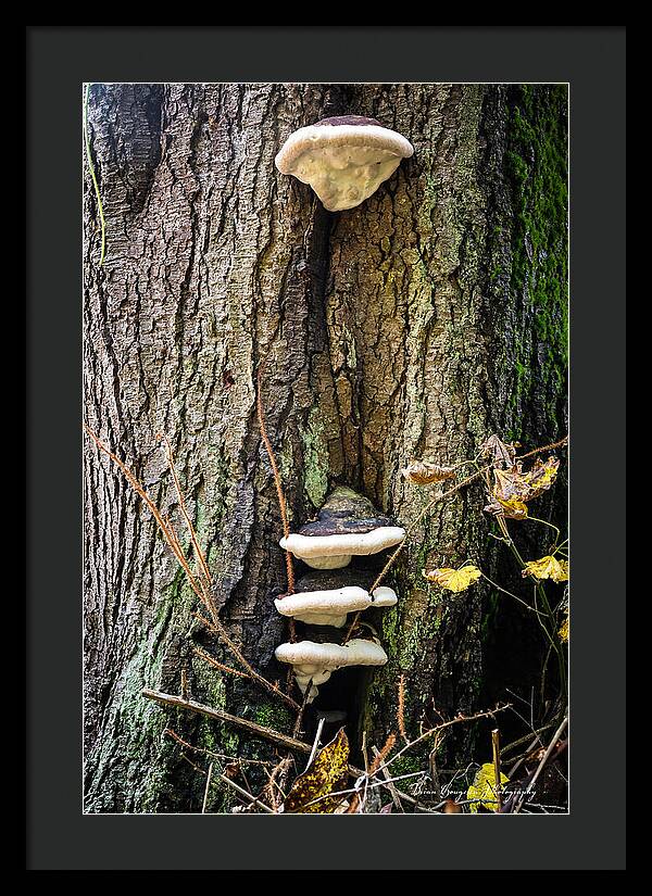 Mushrooms on the tree - Framed Print
