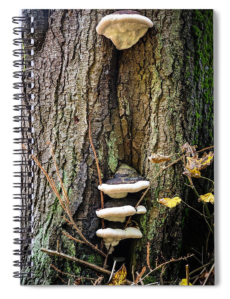 Mushrooms on the tree - Spiral Notebook