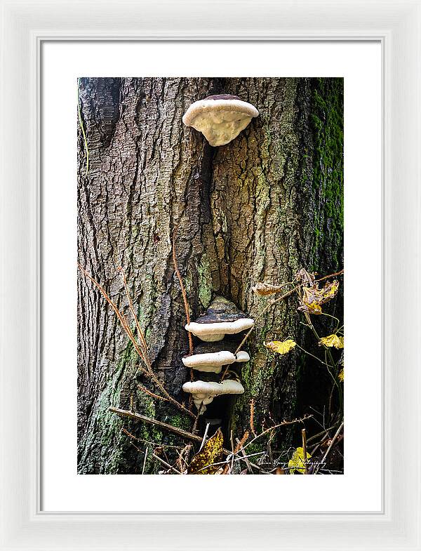 Mushrooms on the tree - Framed Print