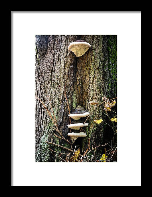 Mushrooms on the tree - Framed Print