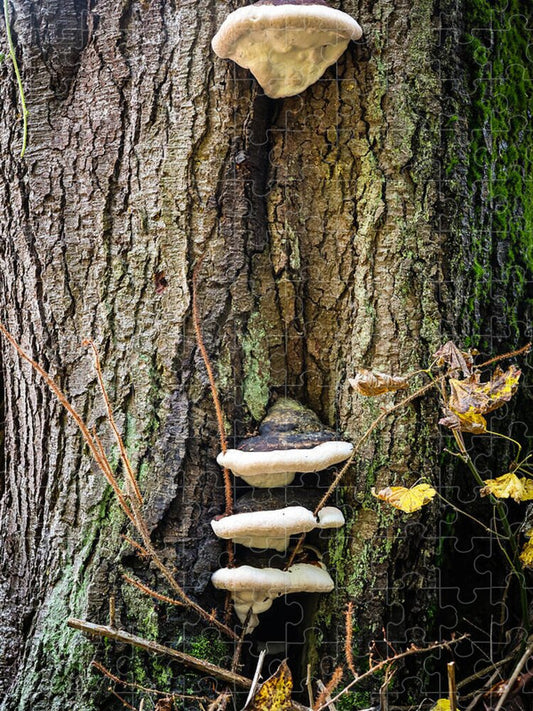 Mushrooms on the tree - Puzzle
