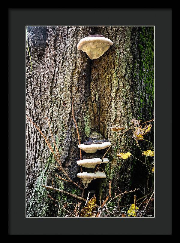 Mushrooms on the tree - Framed Print