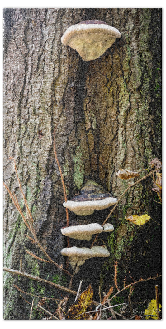 Mushrooms on the tree - Beach Towel