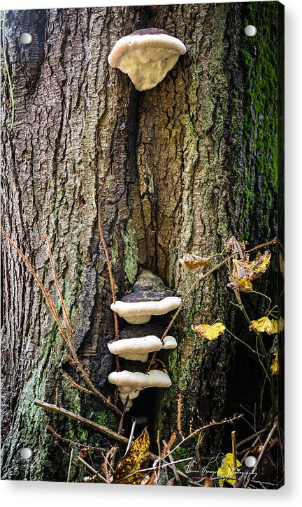 Mushrooms on the tree - Acrylic Print
