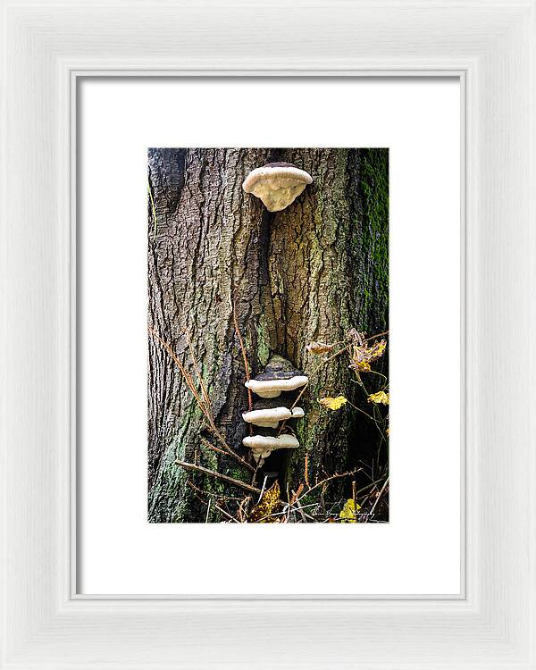 Mushrooms on the tree - Framed Print