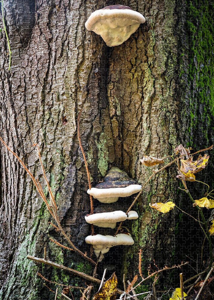 Mushrooms on the tree - Puzzle
