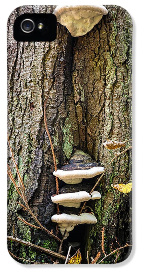Mushrooms on the tree - Phone Case