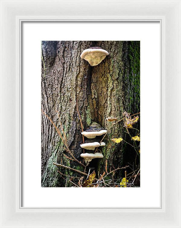 Mushrooms on the tree - Framed Print