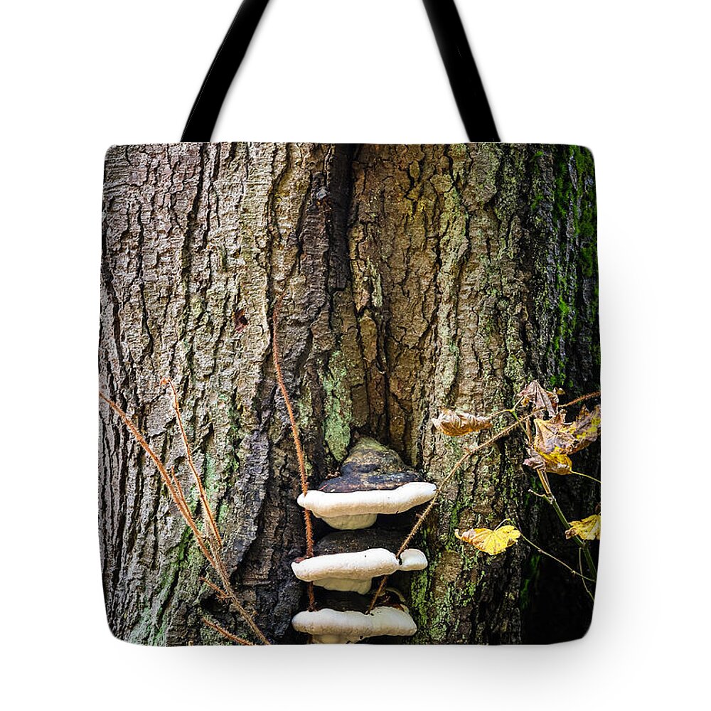 Mushrooms on the tree - Tote Bag