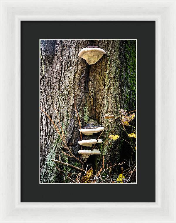 Mushrooms on the tree - Framed Print