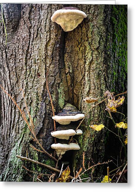 Mushrooms on the tree - Greeting Card