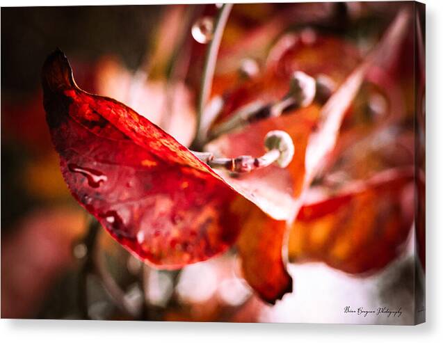 Red leaves  - Canvas Print