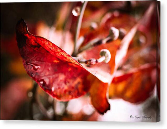 Red leaves  - Canvas Print