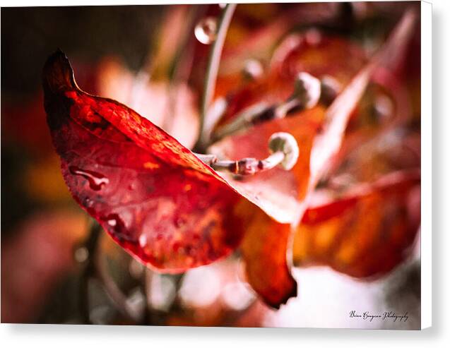 Red leaves  - Canvas Print