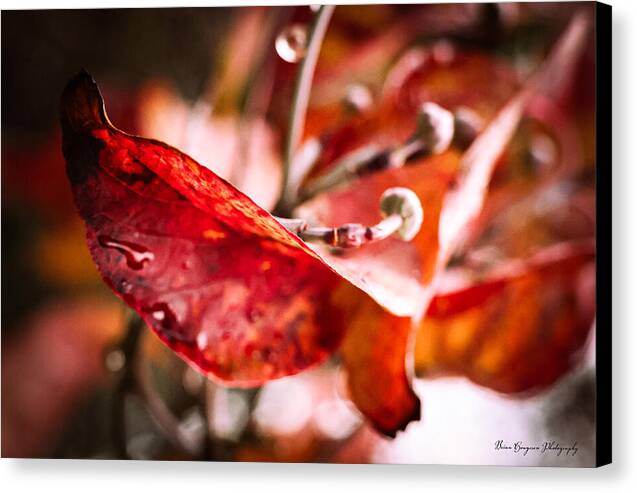 Red leaves  - Canvas Print