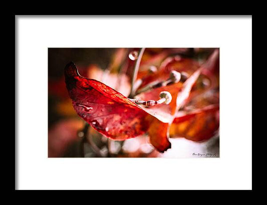 Red leaves  - Framed Print