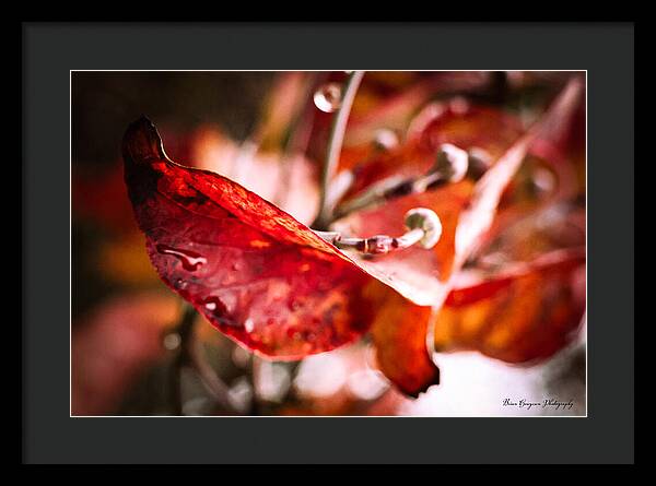 Red leaves  - Framed Print