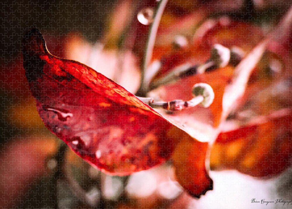 Red leaves  - Puzzle