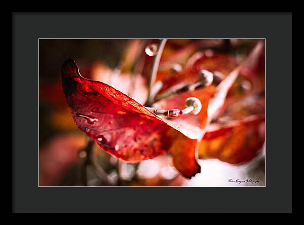 Red leaves  - Framed Print