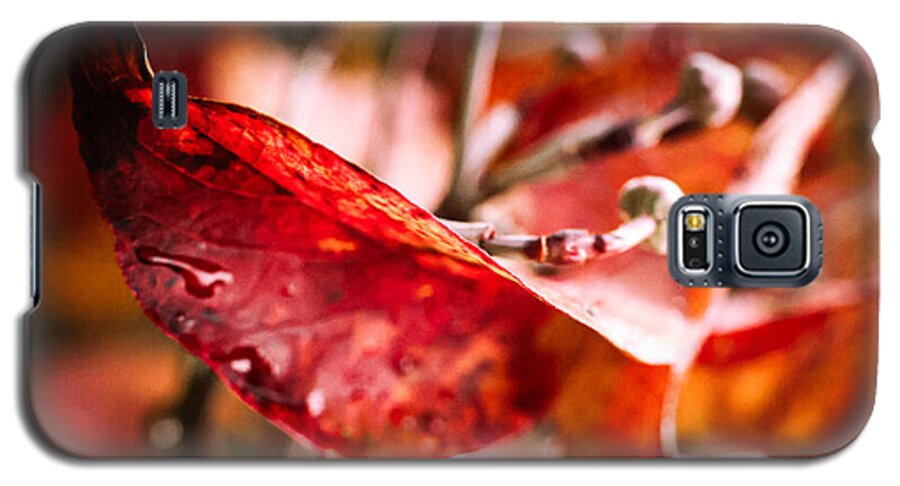 Red leaves  - Phone Case