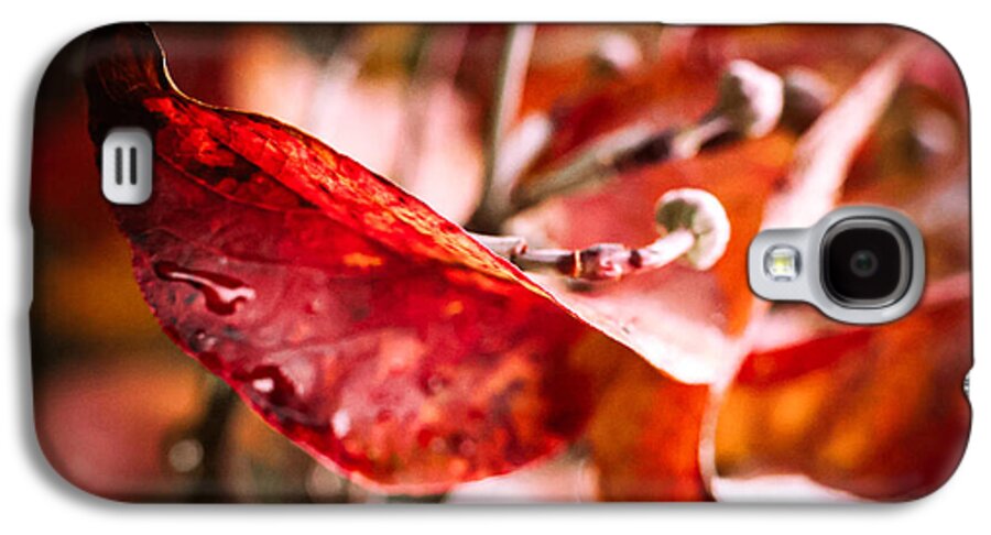 Red leaves  - Phone Case