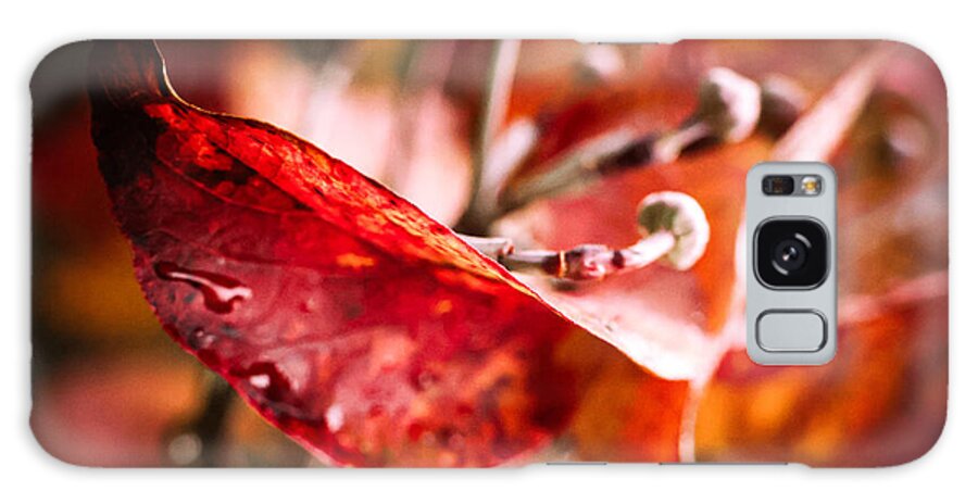 Red leaves  - Phone Case