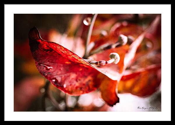 Red leaves  - Framed Print