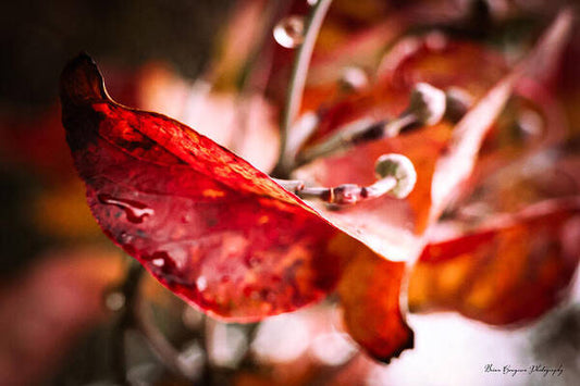 Red leaves  - Art Print