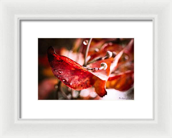 Red leaves  - Framed Print