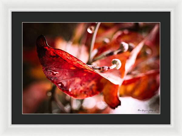 Red leaves  - Framed Print