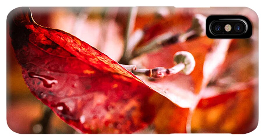 Red leaves  - Phone Case