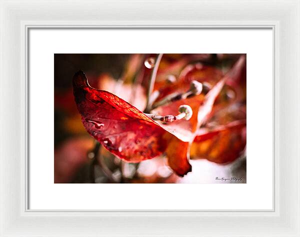 Red leaves  - Framed Print