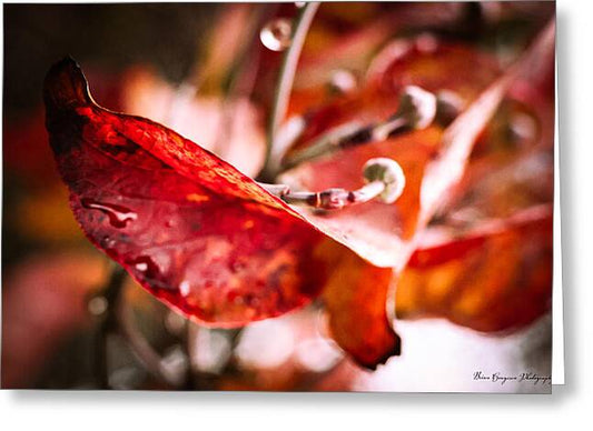 Red leaves  - Greeting Card