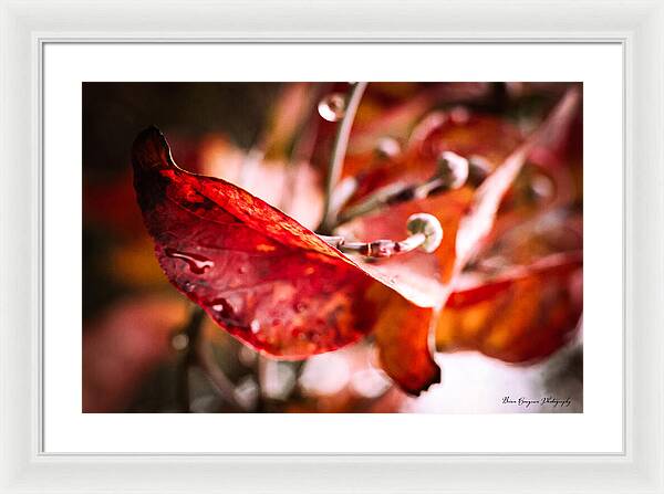 Red leaves  - Framed Print