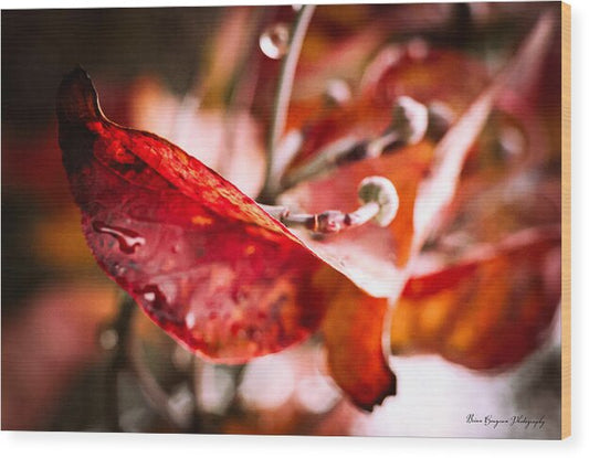 Red leaves  - Wood Print