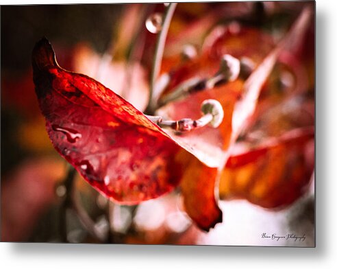 Red leaves  - Metal Print