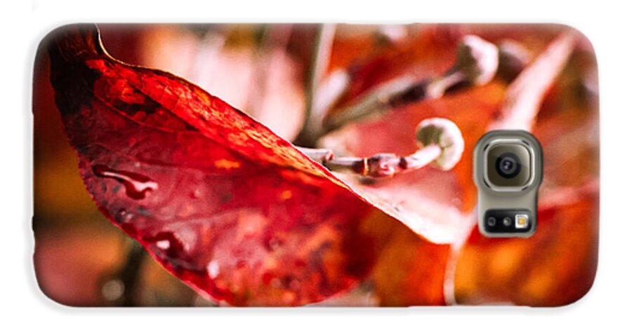 Red leaves  - Phone Case