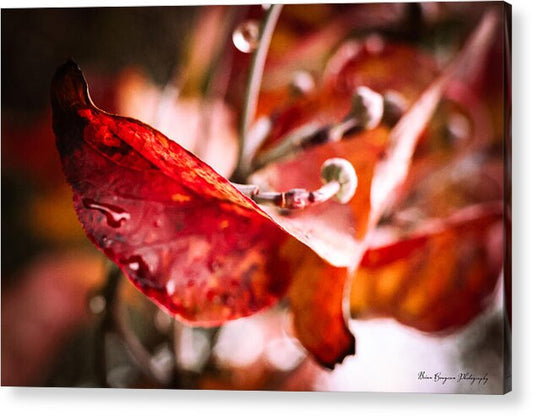 Red leaves  - Acrylic Print