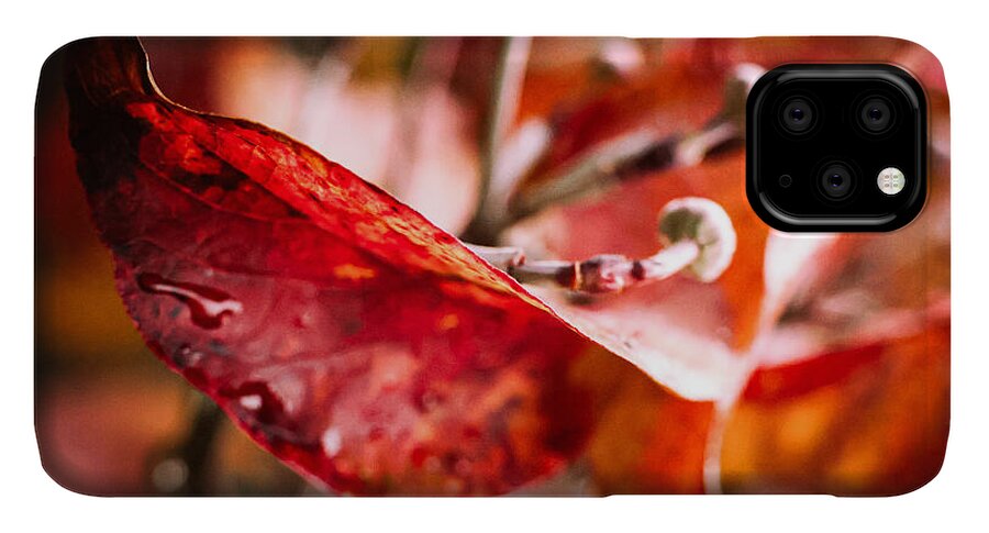 Red leaves  - Phone Case